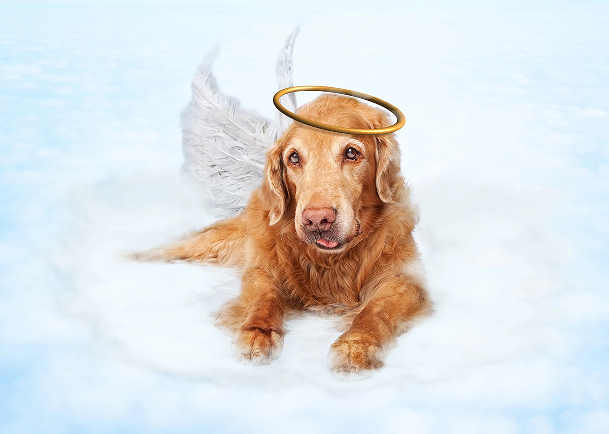 dog laying on cloud with wings and a halo
