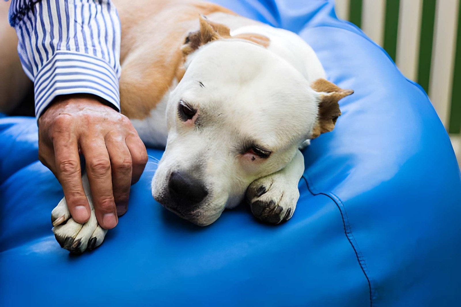 mobility problems in senior pets