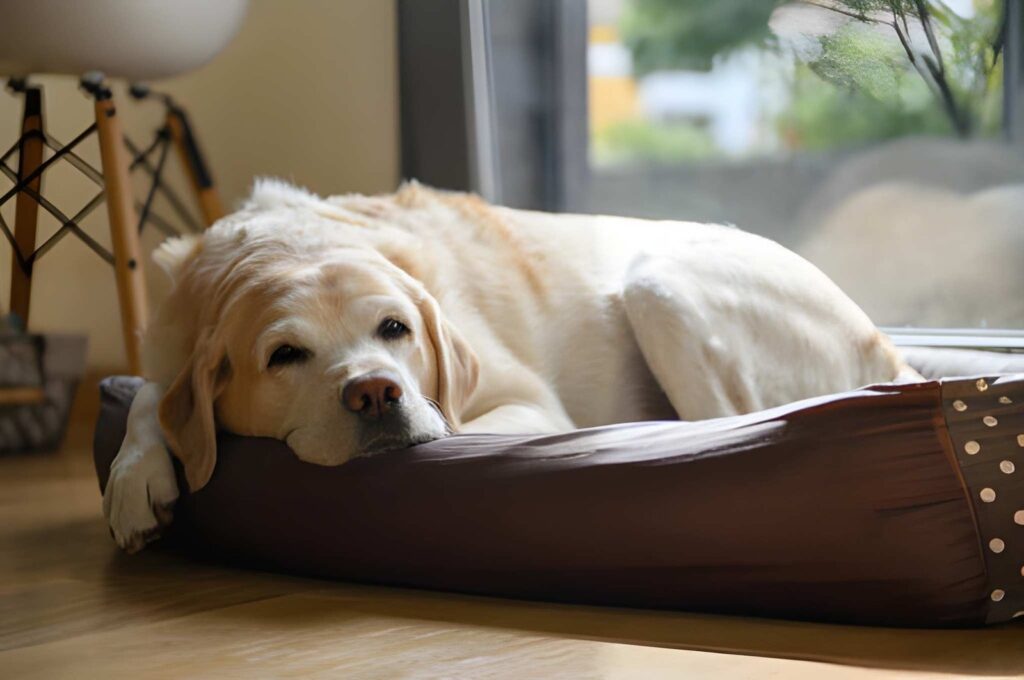put your dog to sleep at home