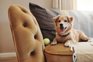 Home Dog Euthanasia